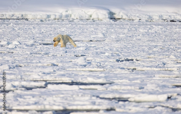 Obraz Polar bear in Svalbard during winter