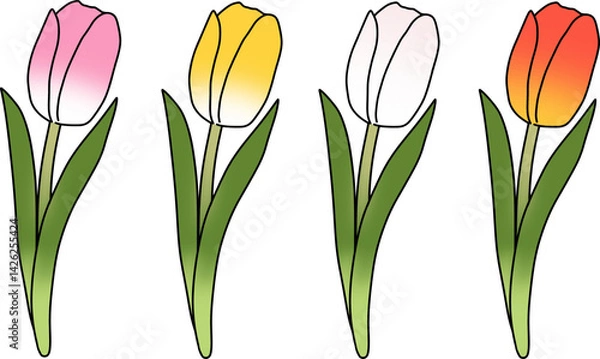 Fototapeta Set of colorful tulips hand drawn minimal style.