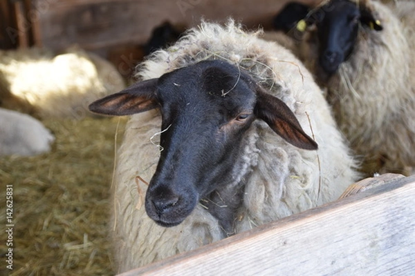 Fototapeta Owca Rhön