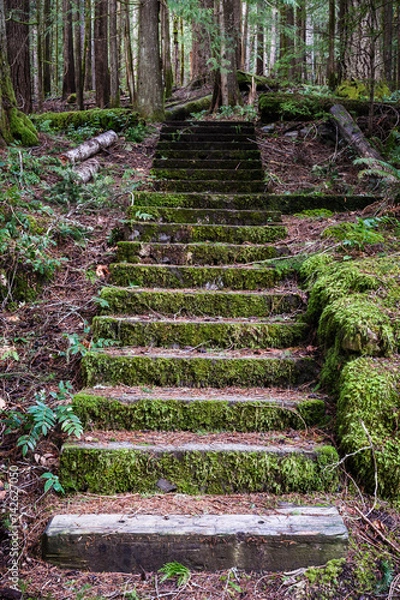 Fototapeta Stairway into the Forest, Lake Crescent, Washington, 2016