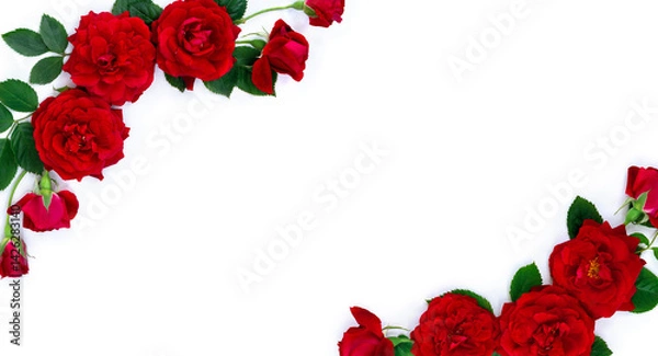 Fototapeta Red flowers roses on a white background with space for text. Top view, flat lay