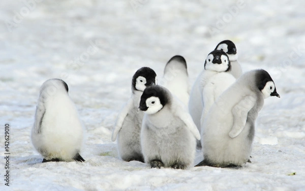 Obraz Emperor Penguins chicks
