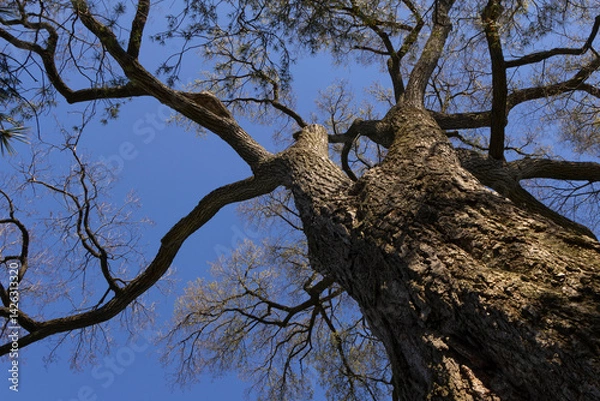 Fototapeta A scenic spring view of an American Elm tree at Wave Hill, in Bronx, New York.