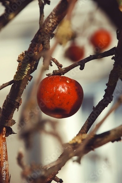 Fototapeta Red apple on the tree