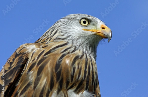Fototapeta Der Blick des Milan