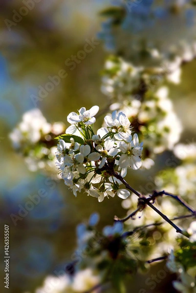 Fototapeta a blooming cherry branch on a tree in Ukraine
