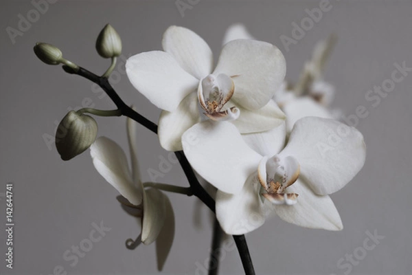 Obraz Retro white orchids
