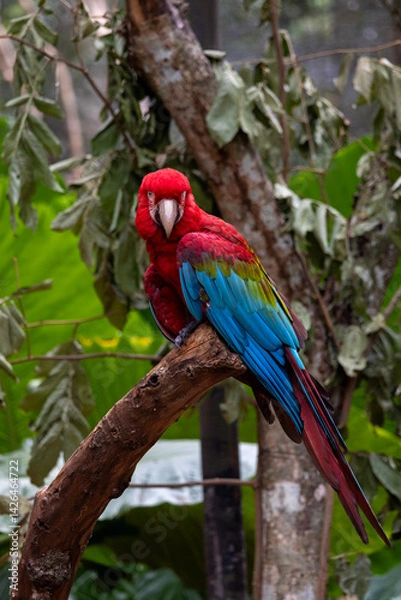Obraz blue and red macaw