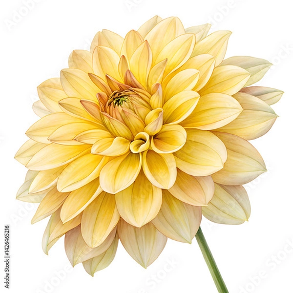 Obraz Watercolor dahlia flower, yellow flower isolated on transparent background