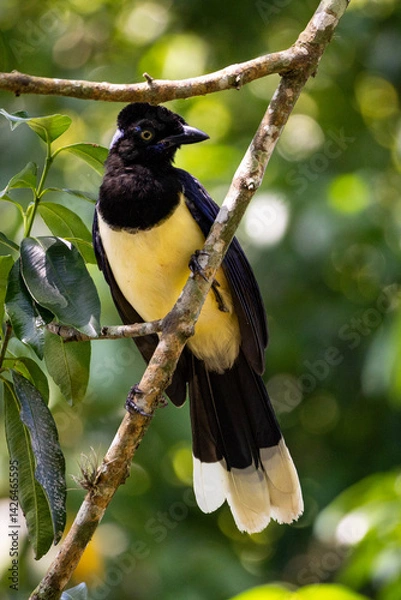 Obraz great tit on branch
