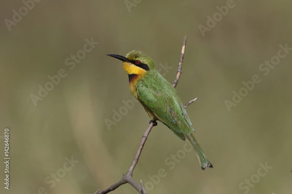 Obraz Little bee-eater, Merops pusillus