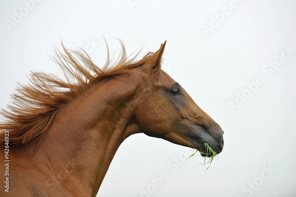 Obraz Fuchs im Seitbild mit wehender Mähne