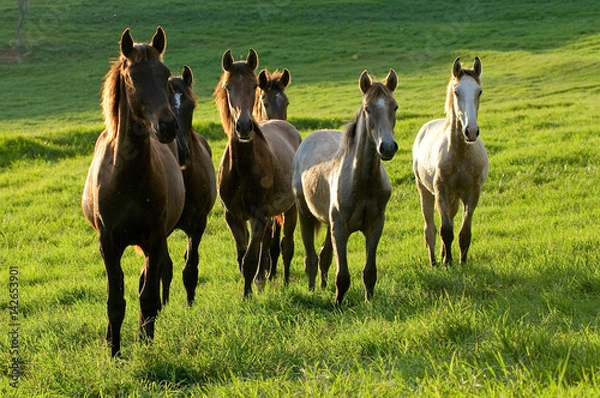 Obraz horses on countryside on sunrise on summer
