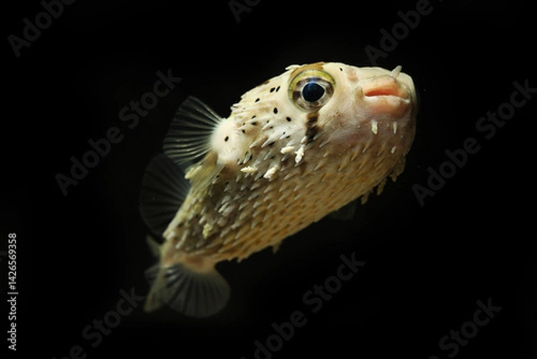 Obraz Porcupine puffer or long-spine porcupinefish (Diodon holocanthus)