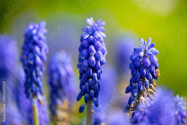 Obraz Grape hyacinths (Muscari) in a flower bed in spring. Popular garden and ornamental plant with small bell-shaped flowers that bloom and fade in succession on pointed inflorescences. Selective focus.