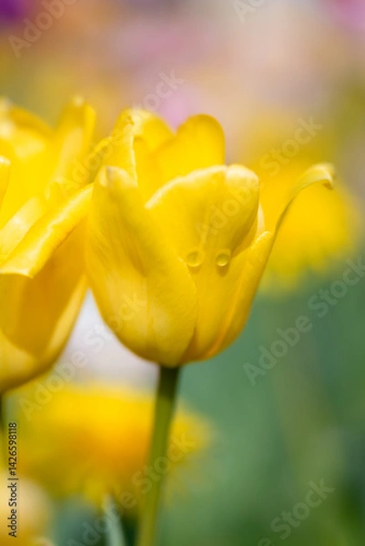 Obraz “Sad tulip with watery eyes”. Close-up of a bright yellow tulip in the light of the spring sun in a flower bed with two drops of water, which coincidentally look like eyes in a face. 