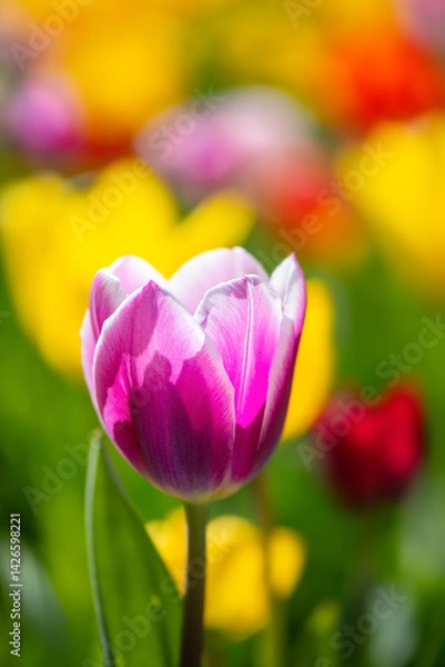 Obraz Close-up of a pink-magenta-white tulip backlit by the spring sun in a colorful mixed flower bed. The petals are translucent and intensely bright. Macro with selective sharpness. Easter season.