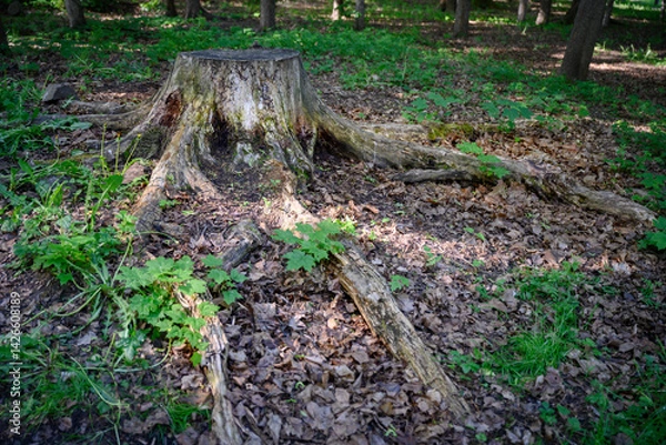 Fototapeta An old stump covered with moss among the shoots of a maple tree in the forest in summer