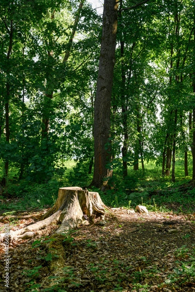Obraz An old stump covered with moss among the shoots of a maple tree in the forest in summer