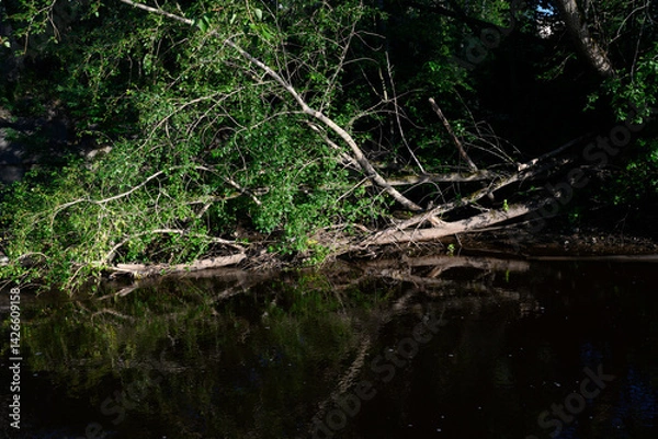 Obraz A fallen tree is reflected in the dark water of the lake