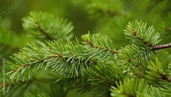 Fototapeta Fir branch against a blurred green background
1