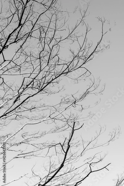 Fototapeta tree branches background in black and white
