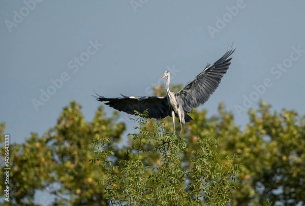Fototapeta Grey heron with open wings taking flight from the trees