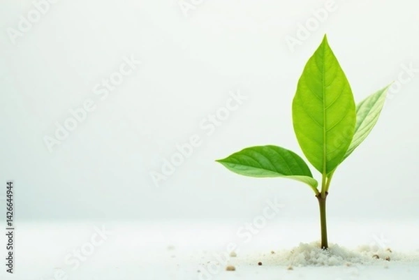 Fototapeta Single delicate sapling, vibrant green leaves, clean white backdrop, stem, design, nature
