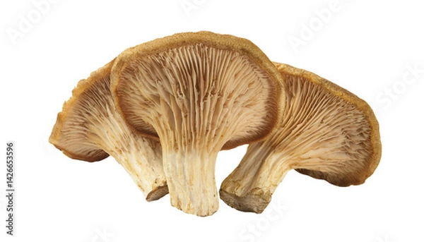 Fototapeta natural brown torch-shaped mushrooms close-up view showing detailed gills on isolated background healthy edible fungi concept for cooking and nature design

