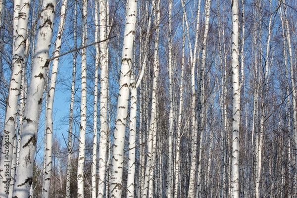 Fototapeta Молодой березовый лес. Стволы и голые ветви березняка на фоне синего зимнего неба