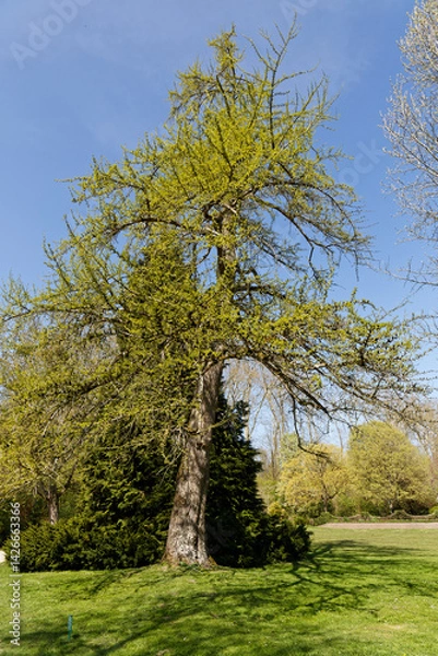 Obraz Arbre remarquable