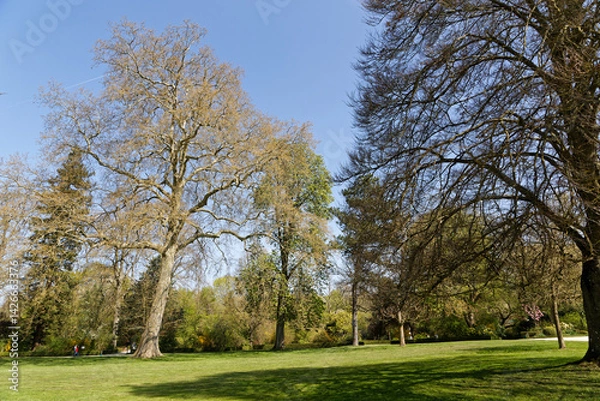 Obraz Arbres dans le parc