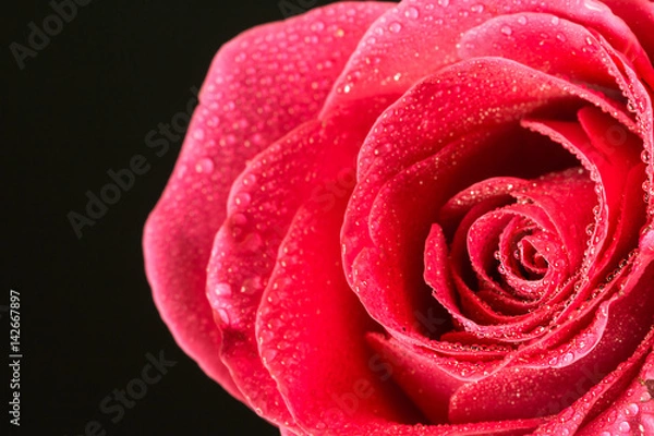 Fototapeta Closeup single red rose with drops of dew 