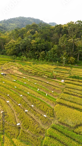 Obraz Aerial view of terraced rice fields in Kulon Progo, Yogyakarta, Indonesia