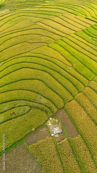 Obraz Aerial view of terraced rice fields in Kulon Progo, Yogyakarta, Indonesia
