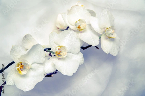 Fototapeta The branch of white orchids on white fabric background 