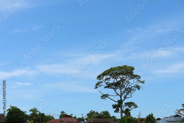 Obraz Isolated Tree Against a Clear Blue Sky and Urban Landscape