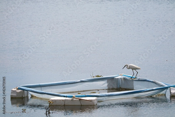 Obraz White Heron Standing on a Floating Platform in a Marshy Water Body