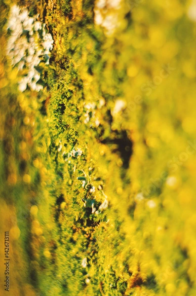 Fototapeta A green moss on a tree trunk in the sunlight