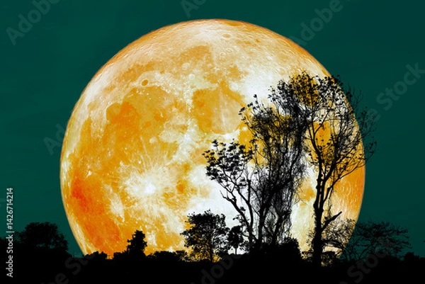 Obraz Majestic Full Moon Over Silhouetted Trees in Night Sky