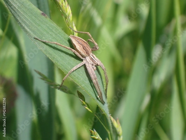 Fototapeta European nursery web spider on leaf