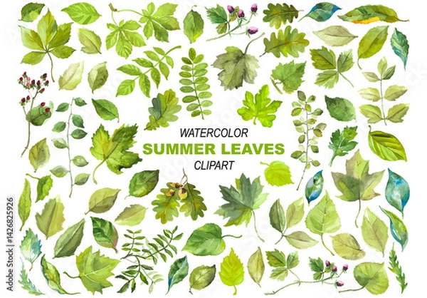 Obraz Abstract watercolor collection of summer leaves. Hand drawn nature design elements isolated on white background.