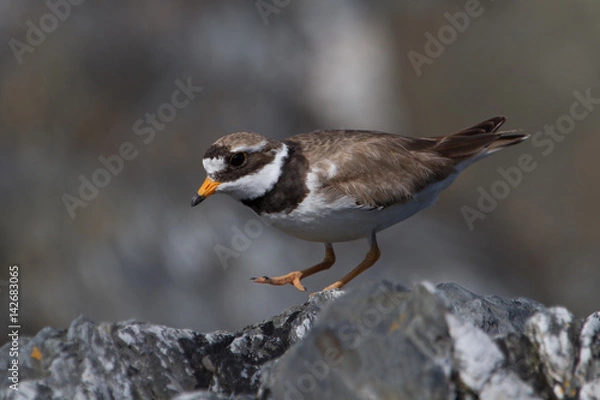 Obraz Ringed Plover
