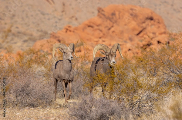 Obraz Desert Bighorn Sheep Rams in Winter in the Nevada Desert