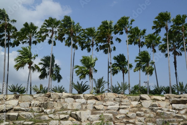 Fototapeta A row of Palmyra palm trees on a hill in rural Thailand.