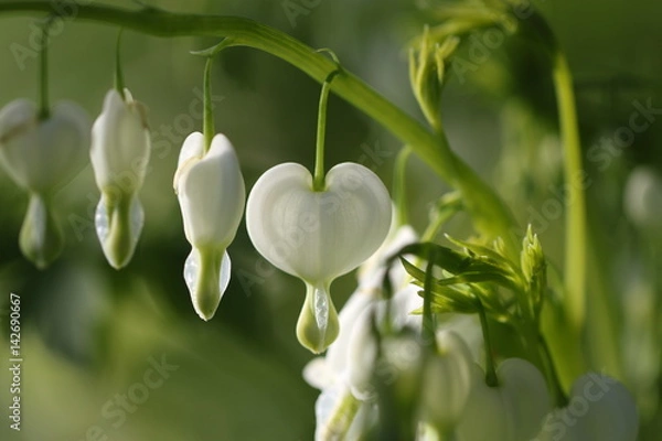 Obraz coeur de Marie