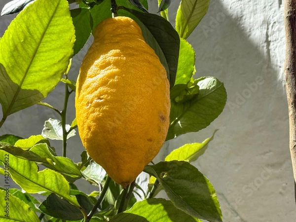 Obraz lemon on tree