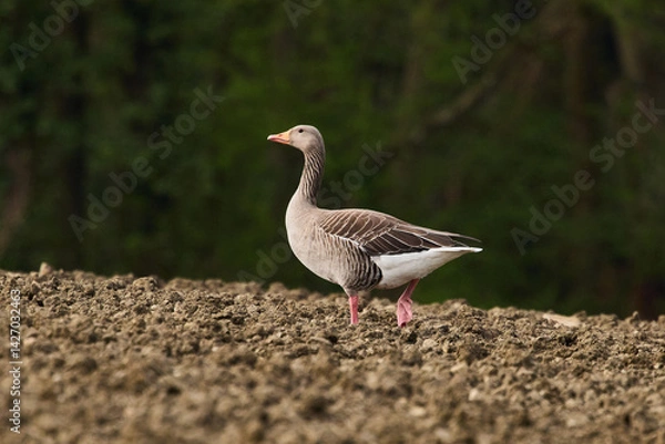 Fototapeta Close-up view of a Greylag goose (Anser anser) against a plain background.