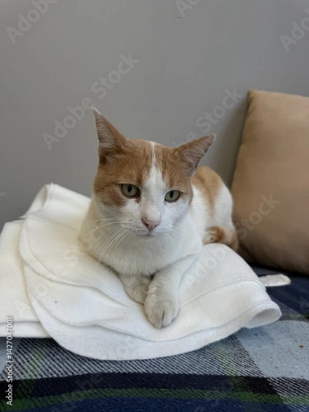 Fototapeta A white and orange cat lies on folded white fabric placed on a plaid blanket, next to a beige pillow, against a plain wall background.