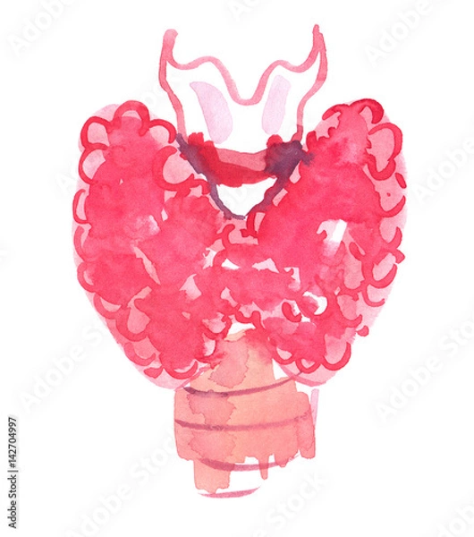 Fototapeta Abstract anatomical scheme of healthy thyroid gland painted in watercolor on clean white background